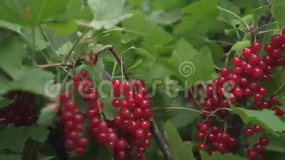 花园里红色成熟多汁的醋栗一种大甜的醋栗收获红色醋栗树枝上美味的浆果视频的预览图
