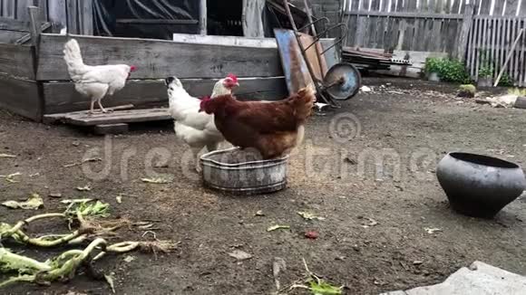 公鸡和鸡在农家院里觅食和行走鸡场视频的预览图