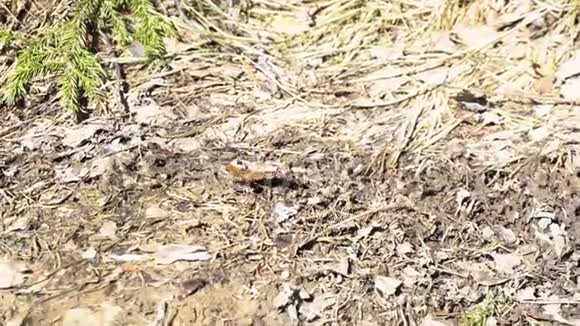 俄罗斯阳光明媚的一天小乌龟在森林里的地面上移动媒体美丽的蝴蝶黑色视频的预览图