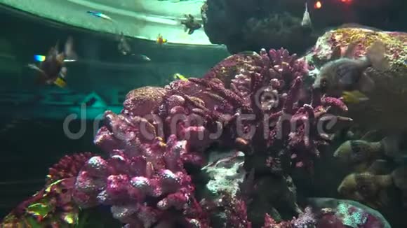 热带鱼靠近五颜六色的珊瑚特写视频的预览图