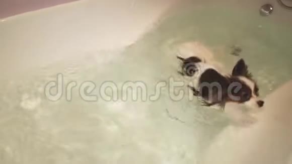 帕皮龙狗在浴室里游泳视频的预览图