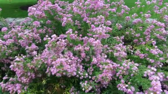 新罕布什尔州苏纳比的薰衣草花园视频的预览图