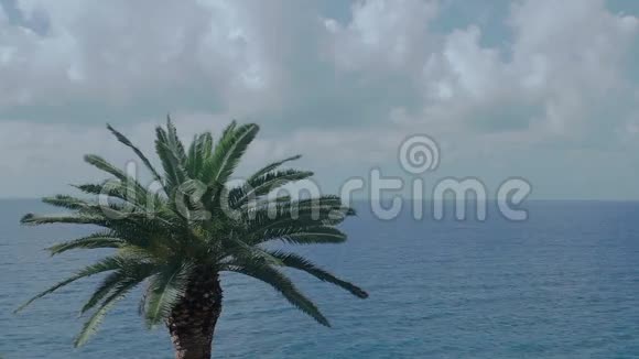 棕榈树海云视频的预览图