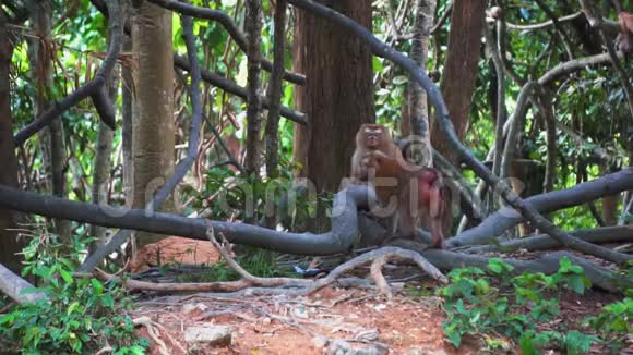 丛林中的猴子一家视频的预览图