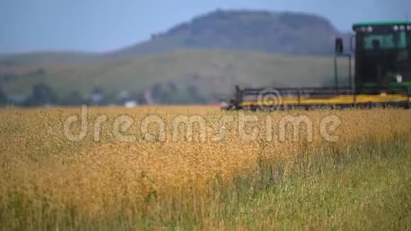 把采集的庄稼结合起来小麦收获收割机燕麦小麦黑麦谷物作物季节农村视频的预览图