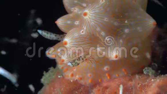 卡尔森苏拉威西兰贝赫海峡珊瑚上的哈尔格达哈尔格达卡尔索尼视频的预览图