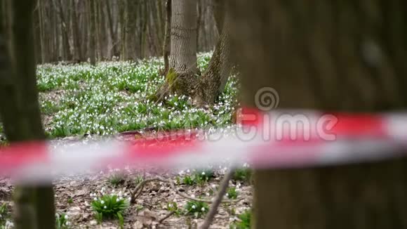 特写红色击剑胶带森林中盛开的雪花是一个保护区用红色丝带围起来雪花是视频的预览图