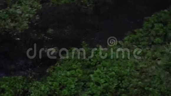 清流水下水草绿藻阿尔泰西伯利亚视频的预览图