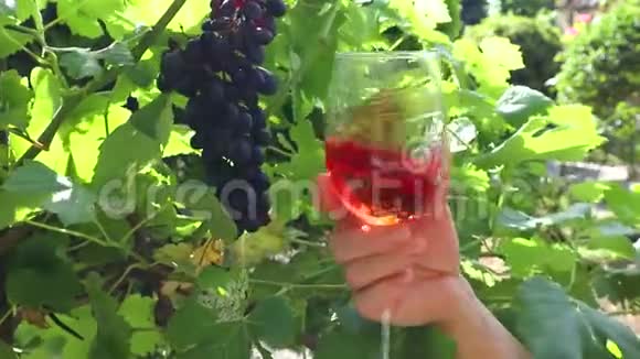 玫瑰酒可以倒在葡萄园背景下的杯子里女人手拿着酒杯在葡萄园里视频的预览图