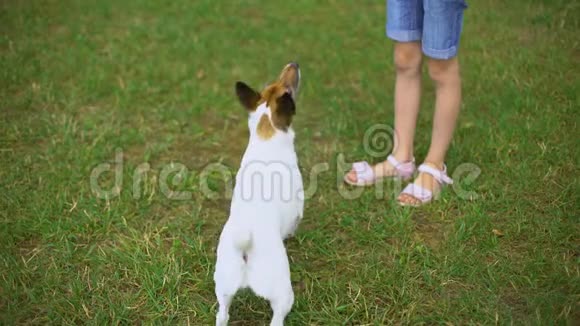 小女孩在花园里玩可爱的狗外面有空闲时间活跃休闲视频的预览图