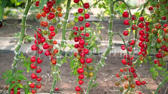 温室红樱桃西红柿小花4KUHD视频的预览图