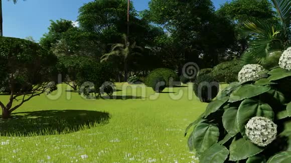 阳光下花园里美丽的热带植物视频的预览图