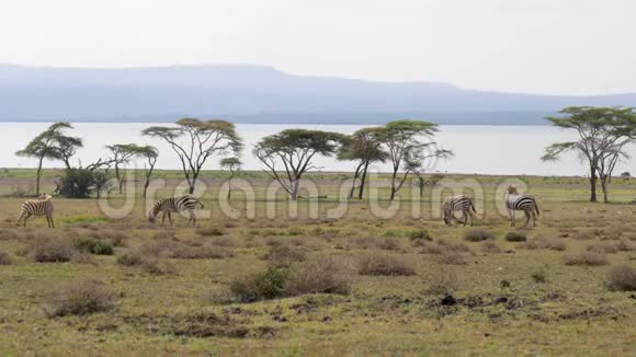 非洲斑马在相思树和湖边的绿色草地上吃草视频的预览图