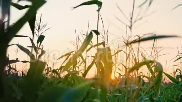 人类将玉米地移向日出主观相机玉米地日落太阳落在地平线上暮色降临视频的预览图