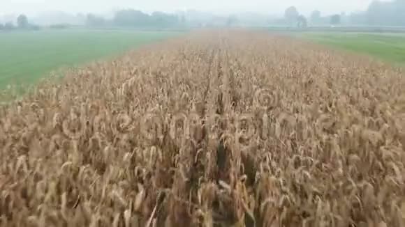 秋高气爽的早晨玉米地视频的预览图