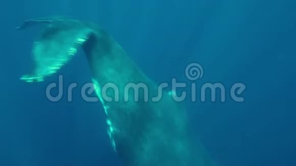 座头鲸妈妈和幼鲸在海洋中的神奇阳光下水下视频的预览图