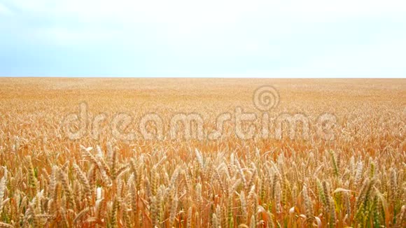 麦田地上的金色麦穗风吹动粮食作物的收成视频的预览图