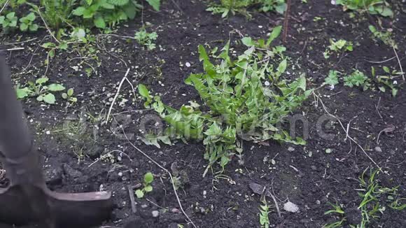 园丁挖花园拔杂草视频的预览图