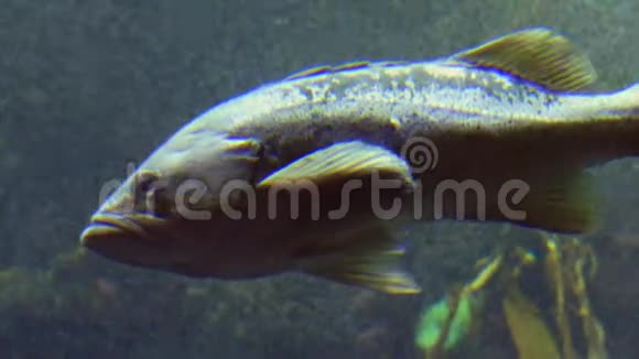 鱼类奇特的热带鱼类在水中活动视频的预览图