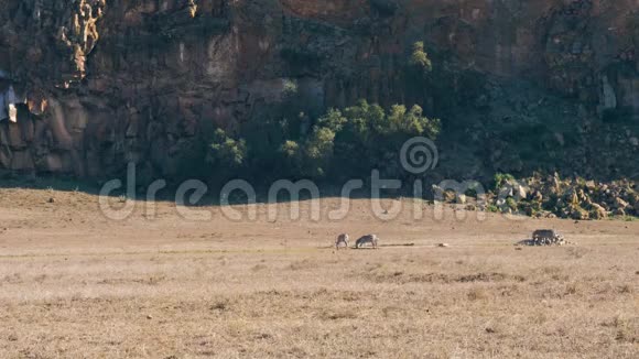 一群非洲斑马在保护区一片尘土飞扬的干旱土地上行走视频的预览图