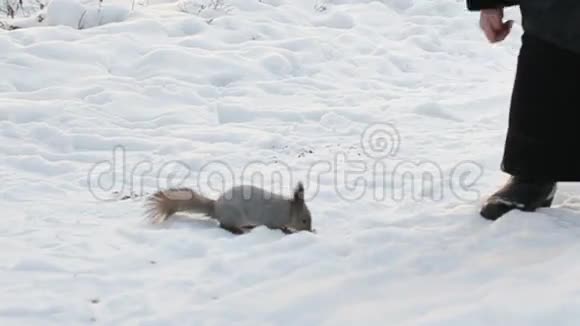 冬天的松鼠视频的预览图