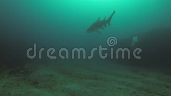 水下摄影师水下摄影摄像男子鲨鱼摄影视频的预览图