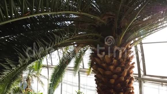 温室绿叶棕榈树树干在阳光的映衬下一棵美丽的异国棕榈树视频的预览图