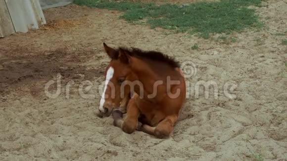 棕色的马躺在沙滩上视频的预览图