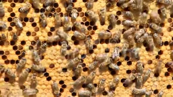 一群蜜蜂视频的预览图
