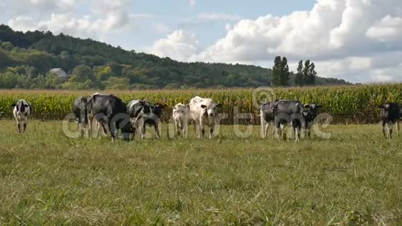 夏季温暖的晴天在草地上吃青草的黑白奶牛视频的预览图