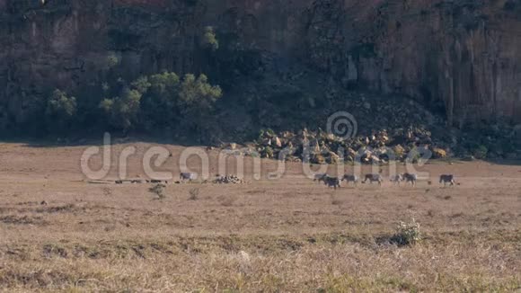 一群非洲野生斑马在保护区一片尘土飞扬的干旱土地上行走视频的预览图