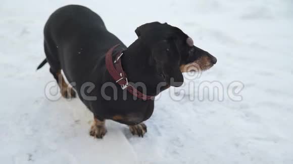 狗在雪上环顾四周视频的预览图