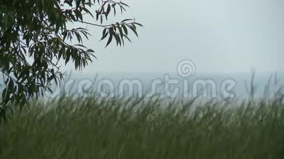夏日河边风日的草视频的预览图