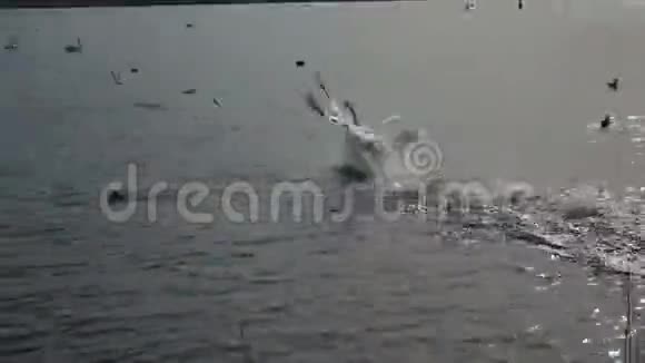 天鹅降落在水上视频的预览图
