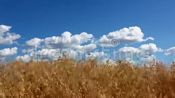 燕麦场视频的预览图