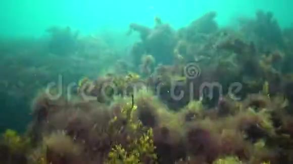 黑海岩石上的藻藻视频的预览图
