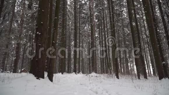 一个女孩在冬天的森林里奔跑一个美丽的女孩穿着白色夹克留着长长的黑发在冬天的森林里散步视频的预览图