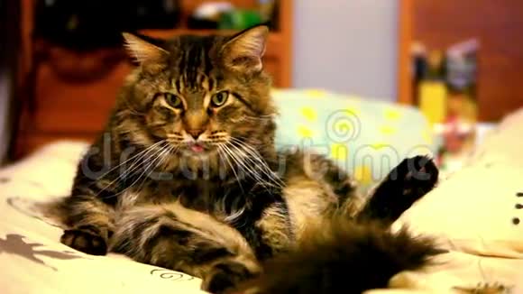 缅因州的猫坐在他的背上打扫卫生视频的预览图