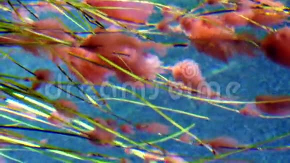 美丽的粉藻透明蓝底视频的预览图