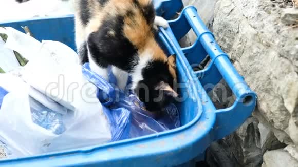 饥饿的猫在垃圾堆里找食物动物在袋子里挖东西视频的预览图