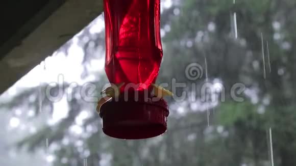 红蜂鸟在雨中喂食视频的预览图