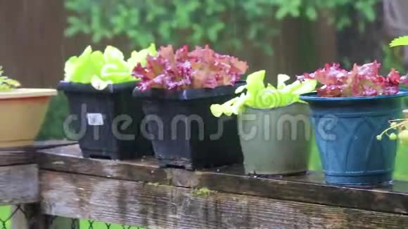 在雨中拍打盆栽植物视频的预览图