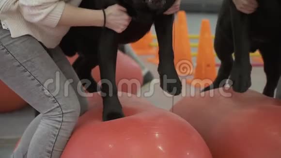 女人把狗放在球上教他保持平衡视频的预览图