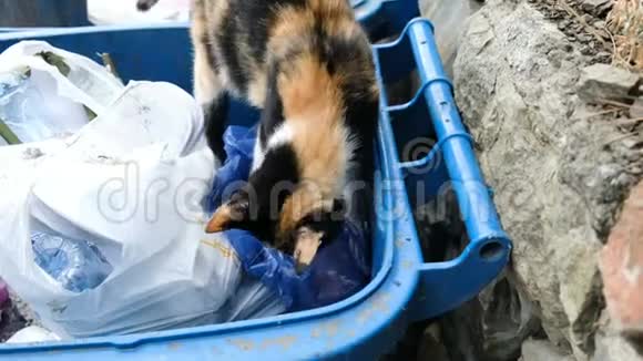 无家可归的饥饿的猫在垃圾桶里寻找食物动物在袋子里挖东西视频的预览图