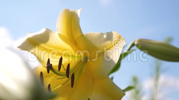 黄色的花园百合迎着蓝天在夏天绽放特写镜头鲜花生意春天的美丽花朵视频的预览图