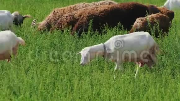 夏天大自然绵羊在田里吃草嚼草视频的预览图