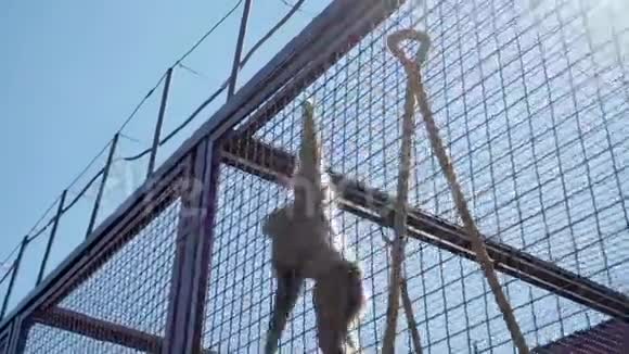 吊在围栏屋顶上的猴子视频的预览图