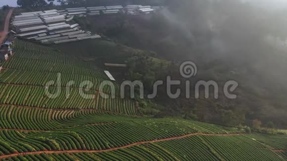 鸟瞰草莓果场在多安康在清迈泰国视频的预览图