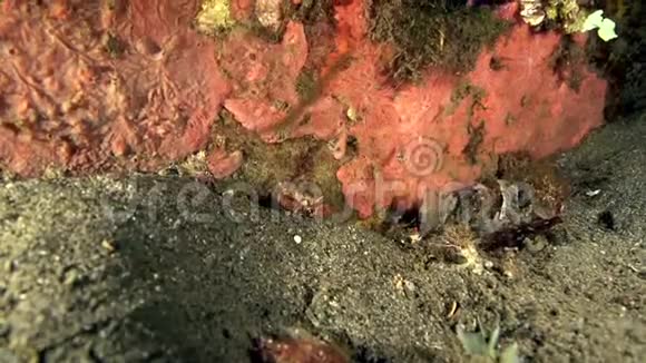 红白条纹虾类Cuapetessp1在祖鲁海大马哈鱼沙滩上吃螃蟹视频的预览图