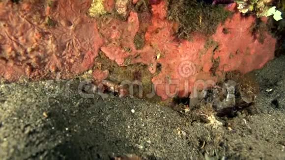红白条纹虾类Cuapetessp1在祖鲁海大马哈鱼沙滩上吃螃蟹视频的预览图